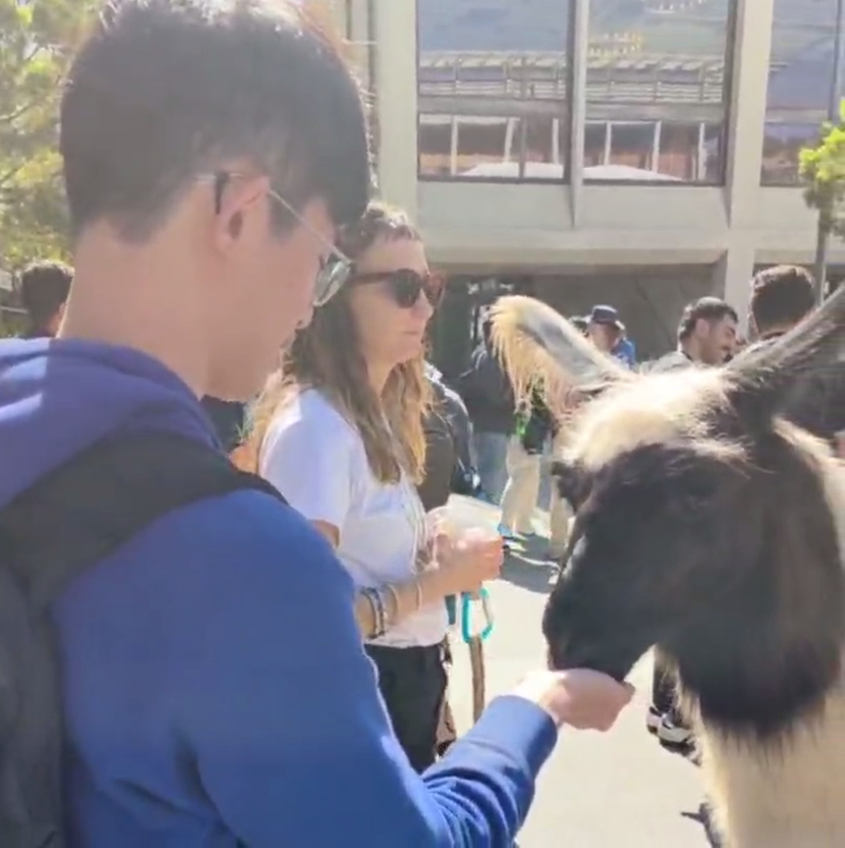 Lamma Feeding at UC Berkeley