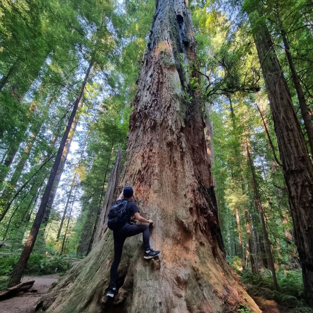 Redwood Tree Climbling