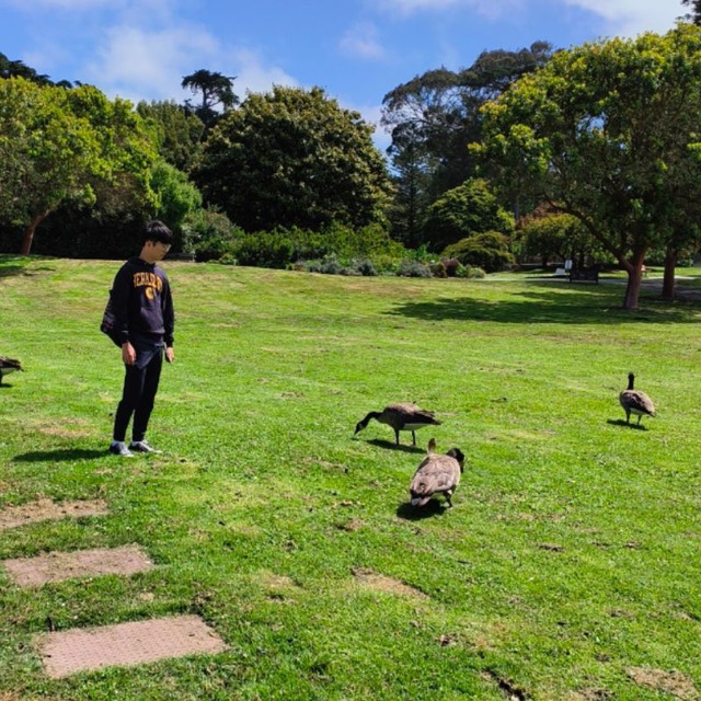 San Francisco Botanic Garden Ducks