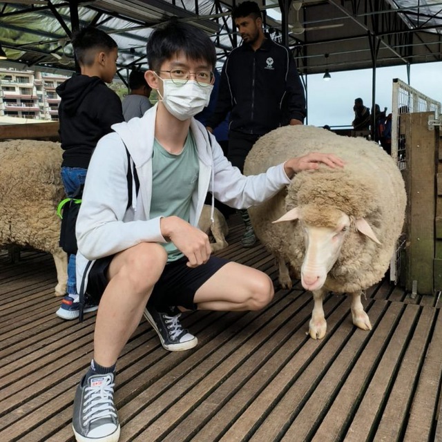 The Sheep Sanctuary